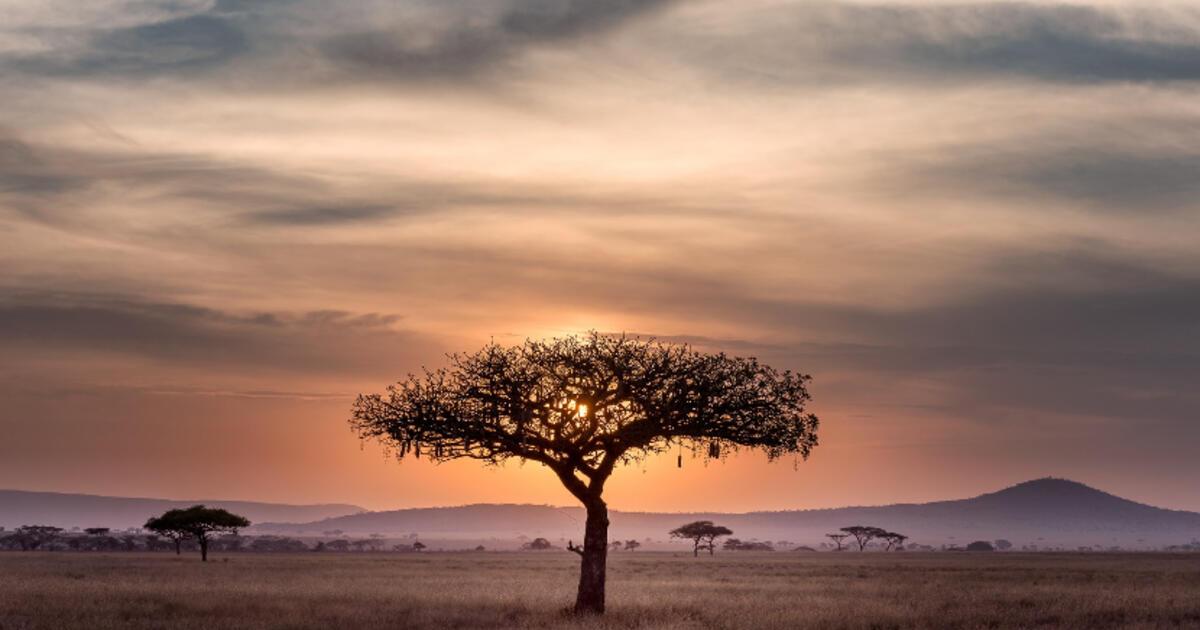 Podcast The Serengeti Rules Of Life With Sean B Carroll Royal Institution